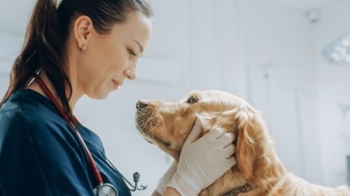 Aktywność zamiast czekania. Historia operacji palucha koślawego u 40-letniej lekarki weterynarii