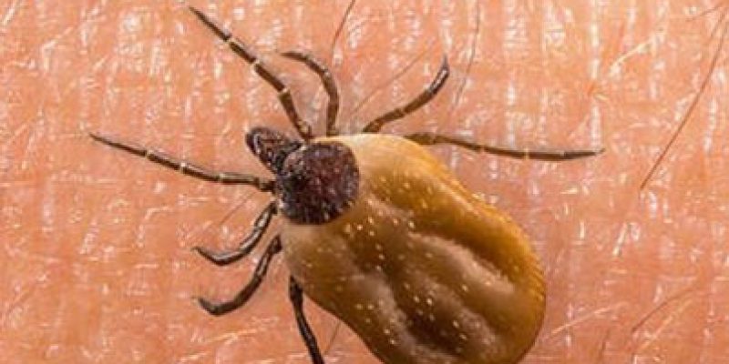 bolerioza-objawy-leczenie-konsultacje-pomoc