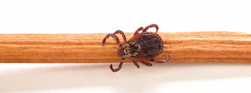 borelioza-objawy-i-leczenie-po-latach-od-ukaszenia-kleszcza-1