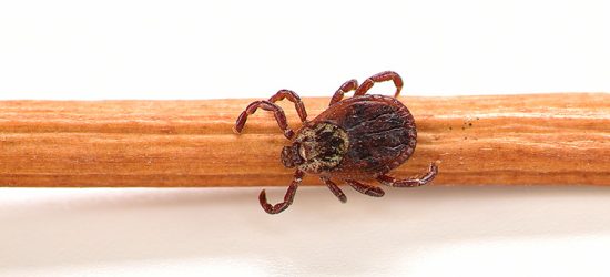 borelioza-objawy-i-leczenie-po-latach-od-ukaszenia-kleszcza-1