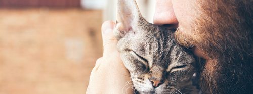 kocia-milosc-z-haczykiem-cala-prawda-o-chorobie-kociego-pazura-1